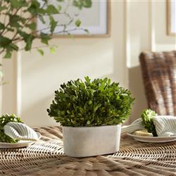 Cala French Country White Oval Cachepot Green Bush Boxwood|