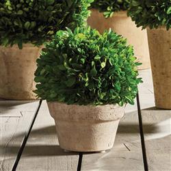 Marin French Country Green Boxwood in Pot - Small|