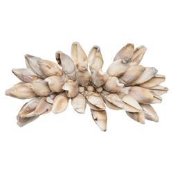 Pompeii Shell Fringe Coastal Natural Seashells Napkin Ring - Set of 4|