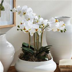 Angel French Country White Phalaenopsis Orchid Bowl Drop In Faux Floral|