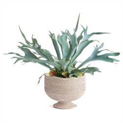 Hollis Updated Traditional Whitewash Rattan Footed Scalloped Planter|