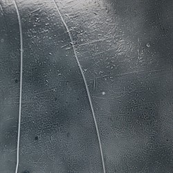 Pierce Modern Classic Smoked Cast Glass Black Iron Bar Cart|