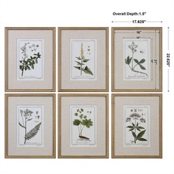 Lunara Traditional Green Botanical Gold Leaf Frame Illustration - Set of 6|