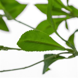 Bernice Updated Traditional Green Faux Pieres Potted Tree - 8'|