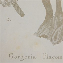 Arlene Costal Beach Grey Coral Brown Wood Frame Illustration - Set of 4|