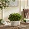 Cala French Country White Oval Cachepot Green Bush Boxwood