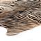 Julianne Rustic Lodge Zebra Print Fur Hide Rug - 5&#39;x7&#39;