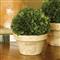 Marin French Country Green Boxwood in Pot - Small