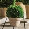 Marin French Country Green Boxwood in Pot - Small