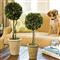 Marin French Country Green Boxwood Single Sphere Topiary - Small