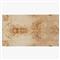 Briella Modern Classic Light Brown Burl Wood Coffee Table