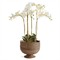 Hollis Updated Traditional Brown Rattan Footed Scalloped Planter