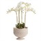 Hollis Updated Traditional Whitewash Rattan Footed Scalloped Planter