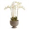 Hollis Updated Traditional Greywash Rattan Footed Scalloped Planter
