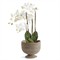 Hollis Updated Traditional Greywash Rattan Footed Scalloped Planter