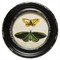 Verity Traditional Green Butterfly Black Frame Multipanel Illustration - 10x10