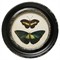 Verity Traditional Green Butterfly Black Frame Multipanel Illustration - 10x10