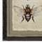 Seraphina Traditional Beige Insect Brown Frame Multipanel Illustration - 14x10