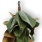 Louisa Updated Traditional Green Magnolia Garland