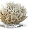 White White Ribbon Coral on Crystal Base
