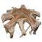 Prescy Coastal Beach Natural Teak Wood Root Coffee Table