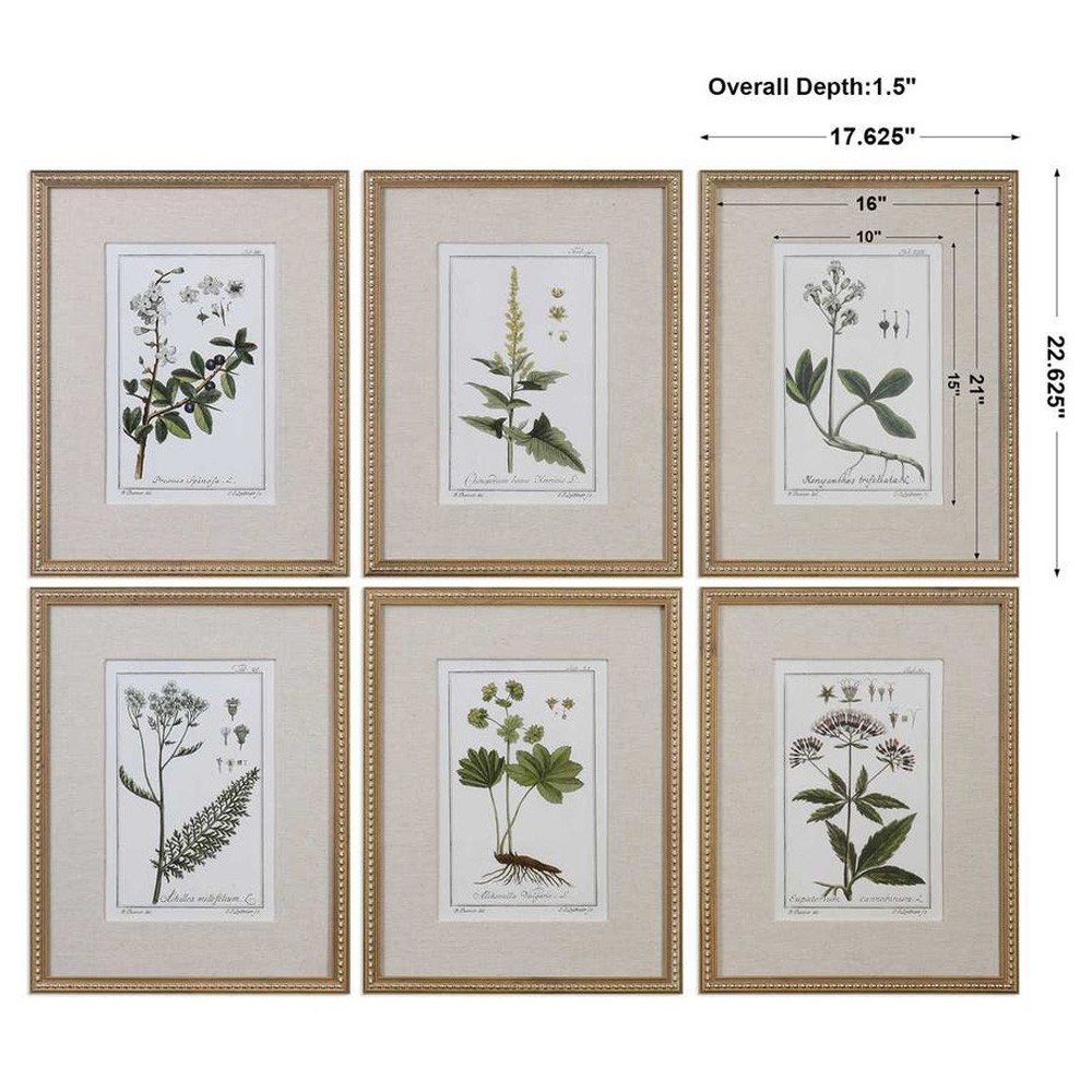 Lunara Traditional Green Botanical Gold Leaf Frame Illustration - Set of 6|