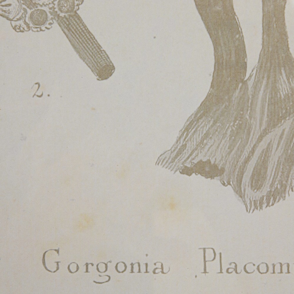 Arlene Costal Beach Grey Coral Brown Wood Frame Illustration - Set of 4|