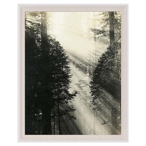 Faye Rustic Lodge Redwood Trees Nature White Wood Frame Photograph