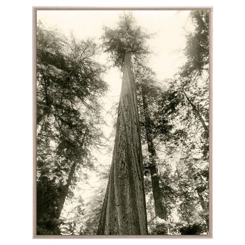 Kevin Rustic Lodge Tall Redwood Trees Nature Acrylic Frame Photograph