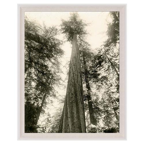 Kevn Rustic Lodge Tall Redwood Trees Nature White Wood Frame Photograph