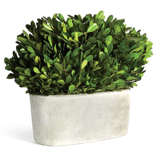 Cala French Country White Oval Cachepot Green Bush Boxwood