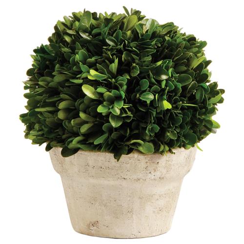 Marin French Country Green Boxwood in Pot - Small