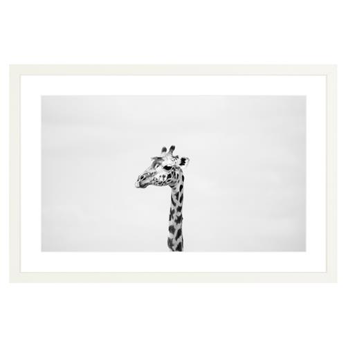 Gerald the Giraffe Photograph by Amanda Anderson - 16x24