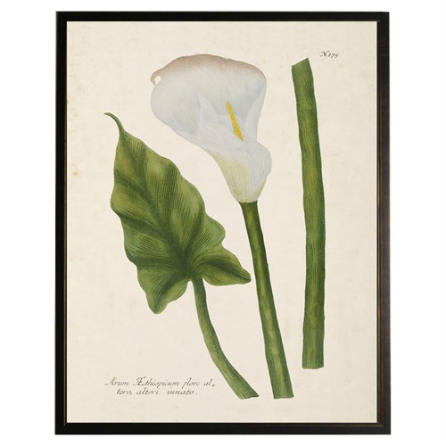 Avina French Country Green Calla Lilly Black Frame Illustration - 10x8