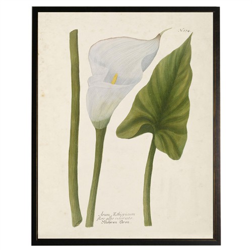 Camellia French Country Green Calla Lilly Black Frame Illustration - 10x8