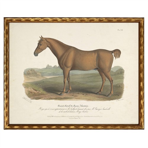 Evelaine Updated Traditional Brown Horse Gold Frame Illustration - 8x10