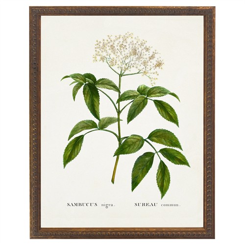 Florienne French Country White Floral Gold Beaded Frame Illustration - 16x12