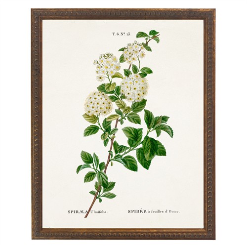 Lilou French Country White Spirea Gold Beaded Frame Illustration - 16x12