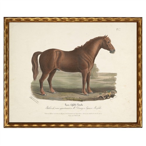 Merrick Updated Traditional Brown Horse Gold Frame Illustration - 8x10