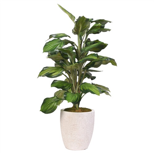 Aurelia Modern Classic Green Faux Hosta Tree - 3.5&#39;