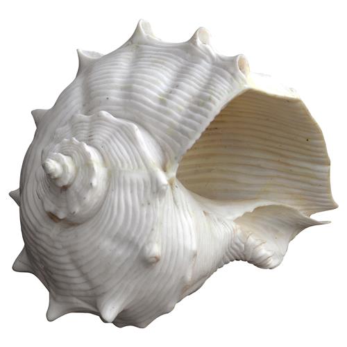 White Fiji Shell Decorative Ornament