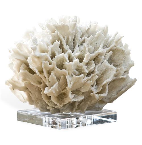 White White Ribbon Coral on Crystal Base