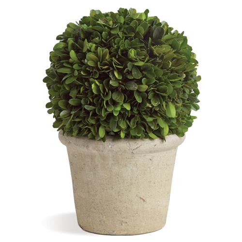 Marin French Country Preserved Potted Boxwood Sphere - Small
