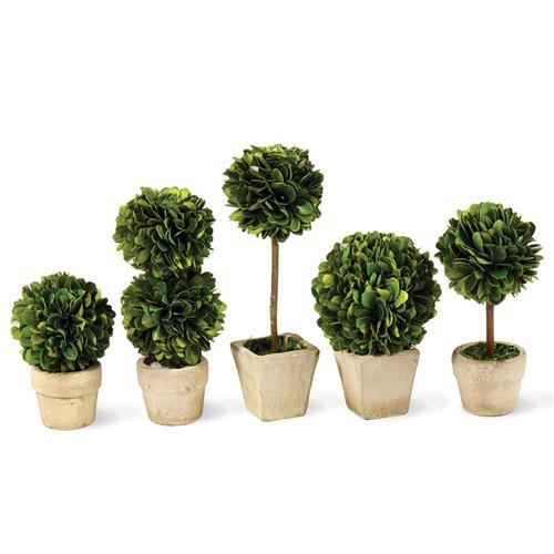 Marin French Country Green Boxwood Potted Mini Topiaries - Set of 5