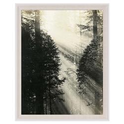 Faye Rustic Lodge Redwood Trees Nature White Wood Frame Photograph