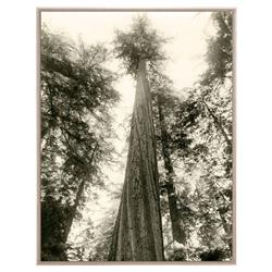 Kevin Rustic Lodge Tall Redwood Trees Nature Acrylic Frame Photograph