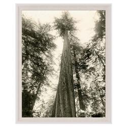 Kevn Rustic Lodge Tall Redwood Trees Nature White Wood Frame Photograph