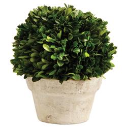 Marin French Country Green Boxwood in Pot - Small