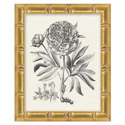 Amanda French Black Floral &amp; Botanical Gold Frame Illustration 1 - 11x9
