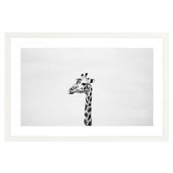 Gerald the Giraffe Photograph by Amanda Anderson - 16x24